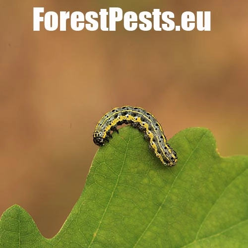 Mora Orthosia miniosa