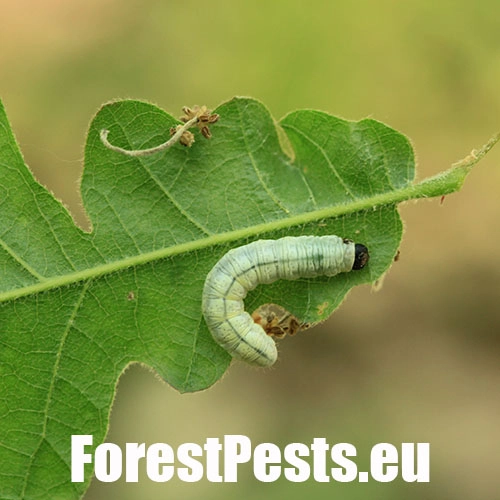 M&ocirc;rka dubinov&aacute;