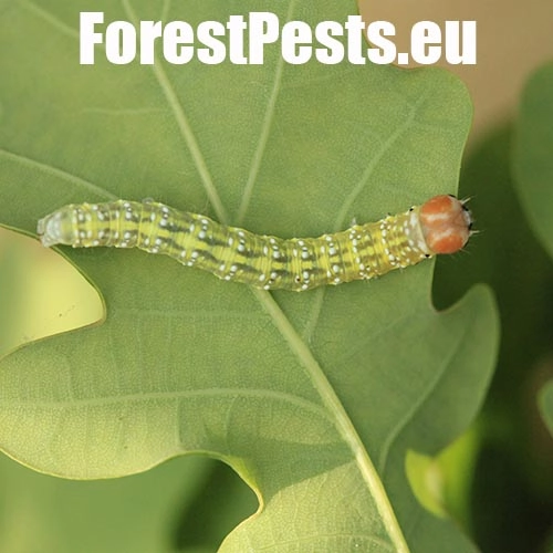 M&ocirc;rka dubov&aacute;