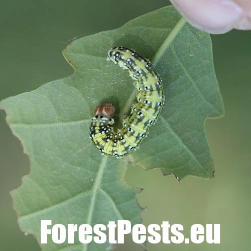 M&ocirc;rka dubov&aacute;