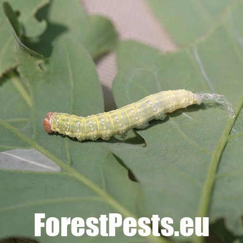 M&ocirc;rka dubov&aacute;