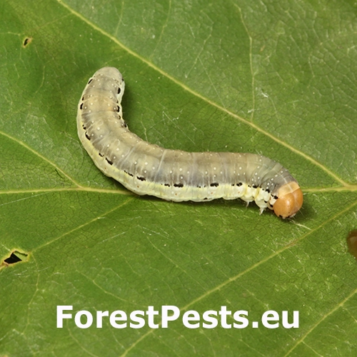 M&ocirc;rka marcov&aacute;