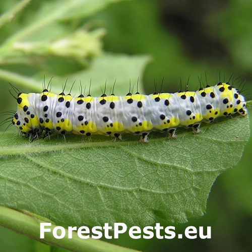 Mramorovka modrohlav&aacute;