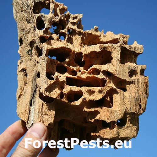 Mravec čiernoleskl&yacute;