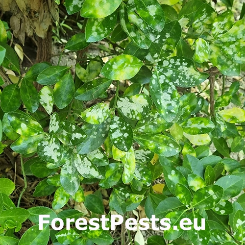 M&uacute;čnatka br&scaron;lenov&aacute;