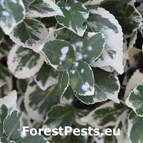 M&uacute;čnatka br&scaron;lenov&aacute;