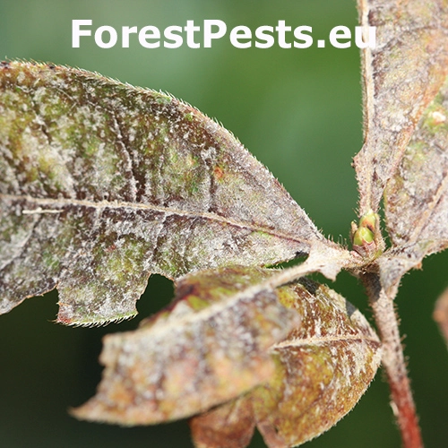 M&uacute;čnatka Erysiphe azaleae