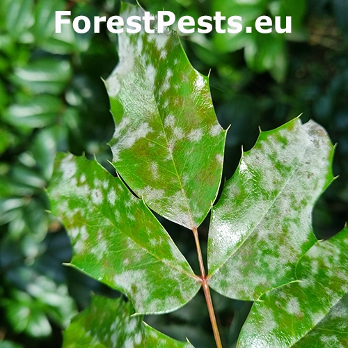 M&uacute;čnatka Erysiphe berberidis