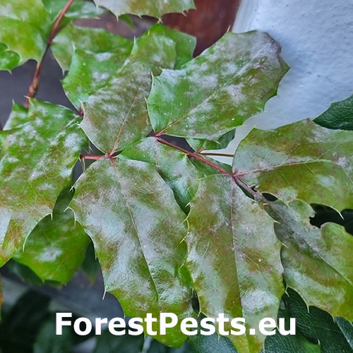 M&uacute;čnatka Erysiphe berberidis