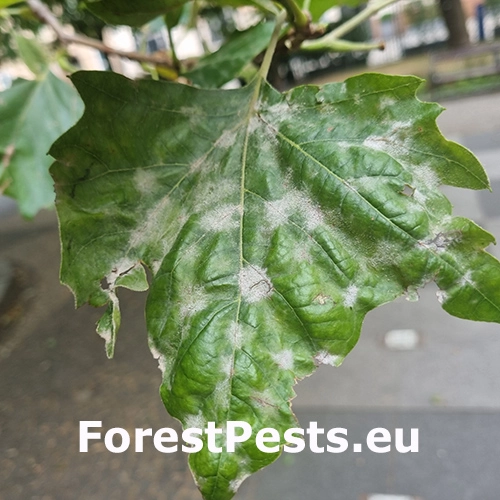 M&uacute;čnatka platanov&aacute;