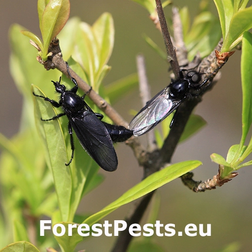 Mu&scaron;ica marcov&aacute;