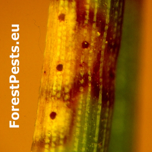 Nos&aacute;nik borovicov&yacute; 