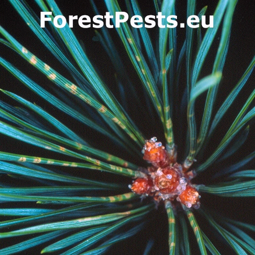 Nos&aacute;nik borovicov&yacute; 