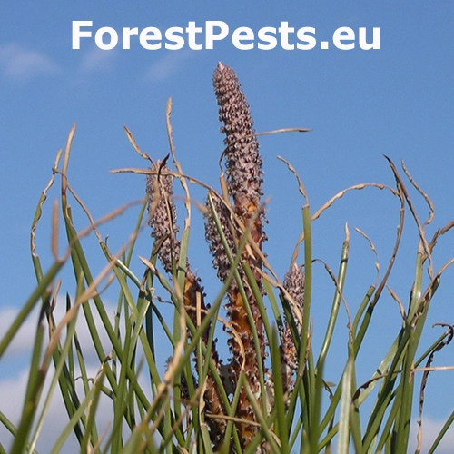 Nos&aacute;nik Brachyderes suturalis