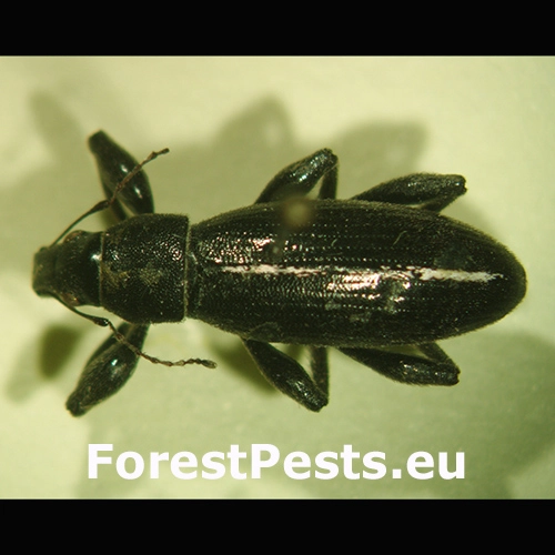 Nos&aacute;nik Brachyderes suturalis