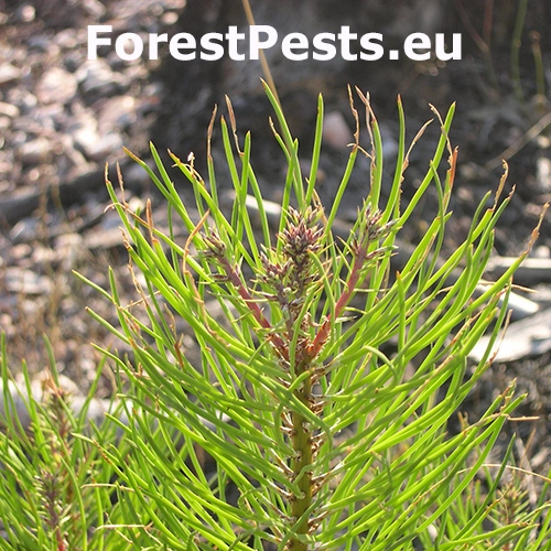 Nos&aacute;nik Brachyderes suturalis