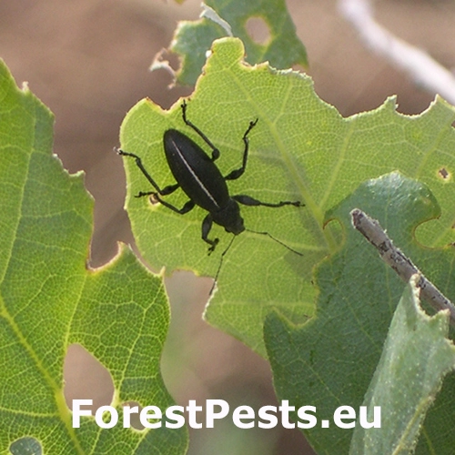 Nos&aacute;nik Brachyderes suturalis