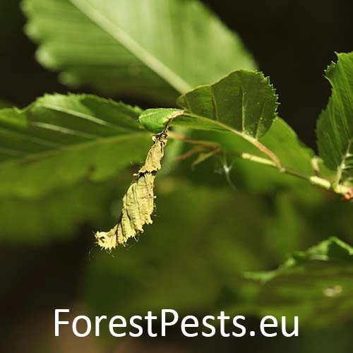 Nos&aacute;nik brezov&yacute;