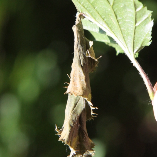 Nos&aacute;nik brezov&yacute;