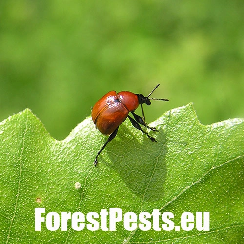 Nos&aacute;nik dubov&yacute;