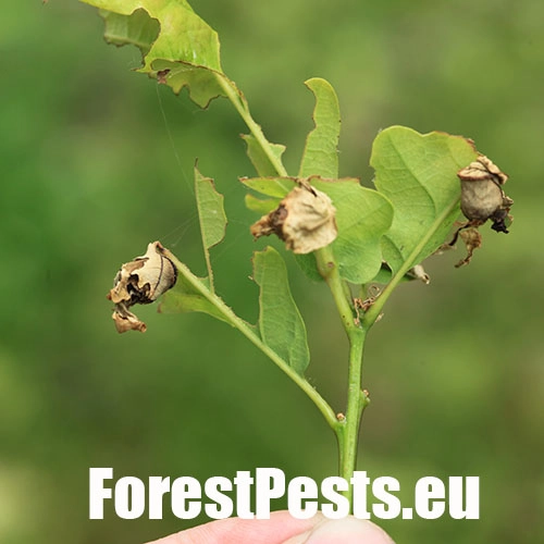 Nos&aacute;nik dubov&yacute;