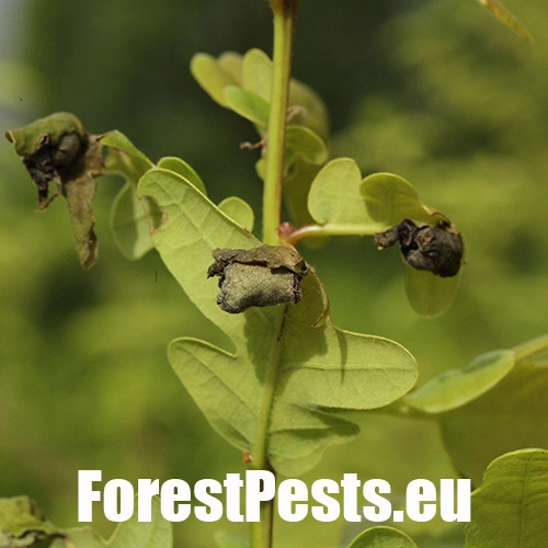 Nos&aacute;nik dubov&yacute;