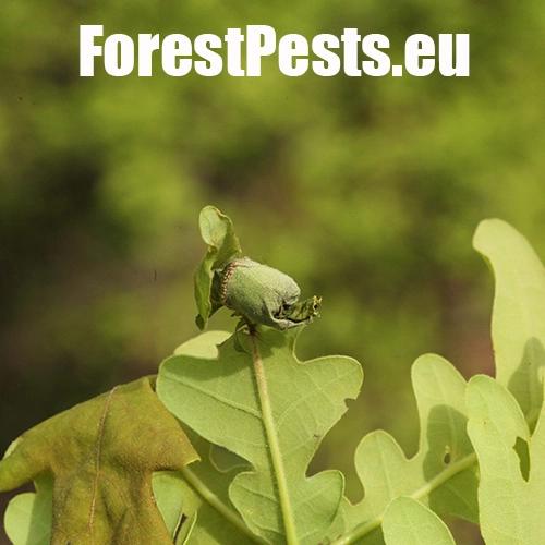 Nos&aacute;nik dubov&yacute;