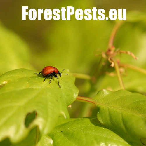 Nos&aacute;nik dubov&yacute;