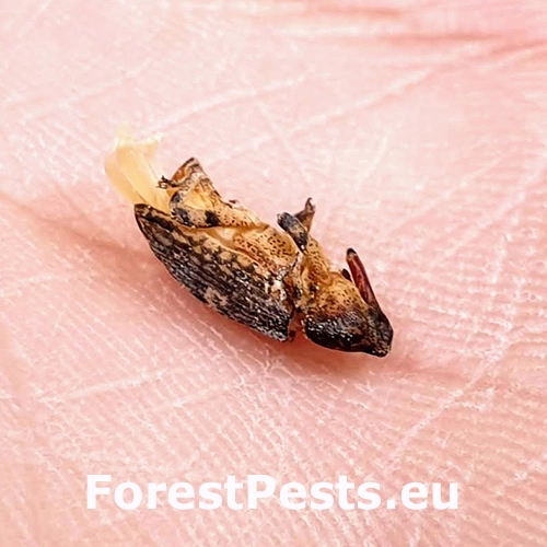 Krytonos Gasterocercus depressirostris