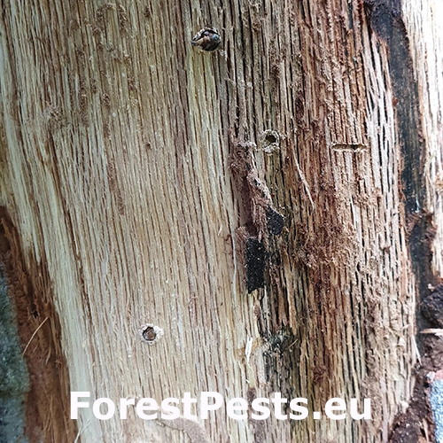 Krytonos Gasterocercus depressirostris