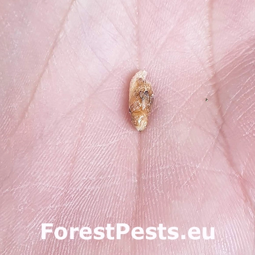 Krytonos Gasterocercus depressirostris