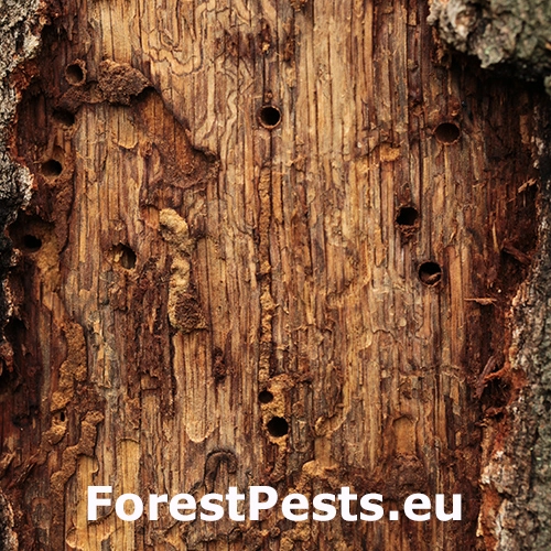 Krytonos Gasterocercus depressirostris