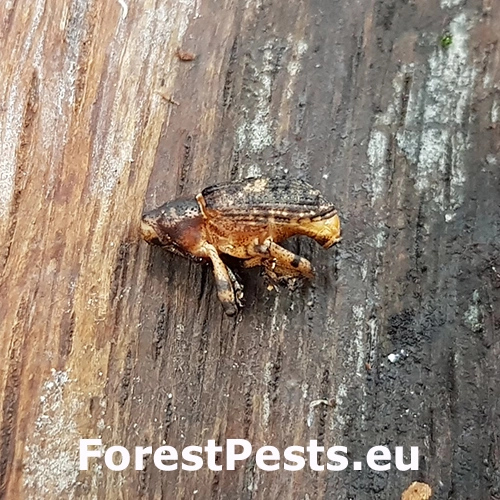 Krytonos Gasterocercus depressirostris