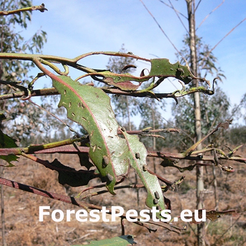 Nos&aacute;nik Gonipterus scutellatus