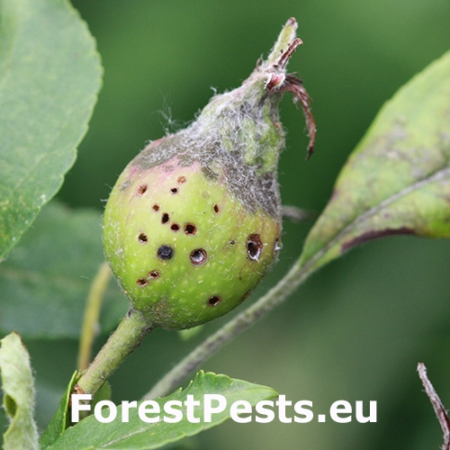 Nos&aacute;nik jablčn&yacute;