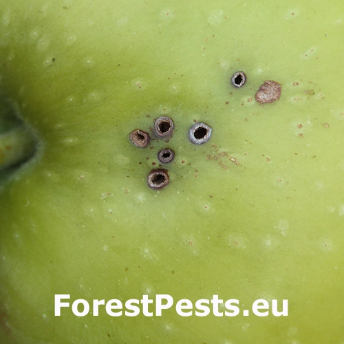 Nos&aacute;nik jablčn&yacute;