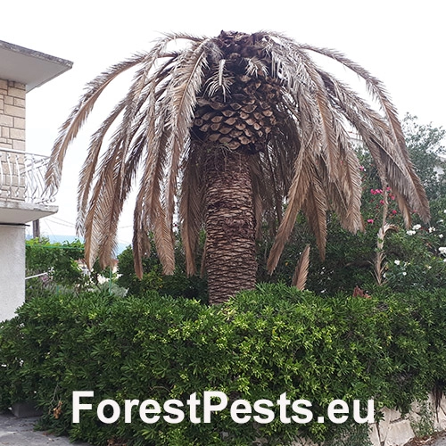 Nos&aacute;nik palmov&yacute;