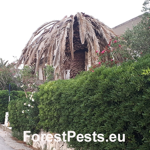 Nos&aacute;nik palmov&yacute;