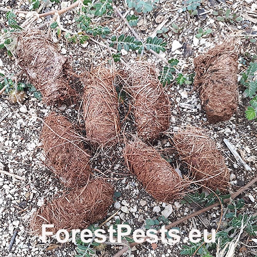 Zámotky. Foto: M. Zúbrik