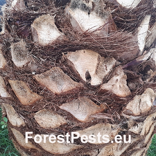 Nos&aacute;nik palmov&yacute;