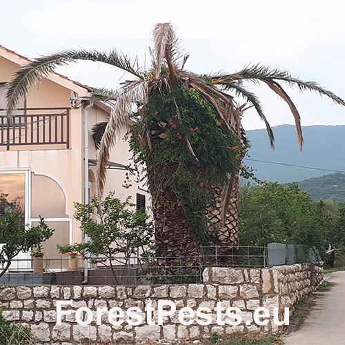 Nos&aacute;nik palmov&yacute;