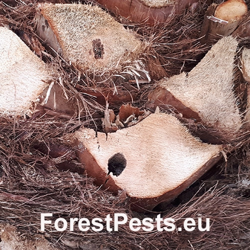 Nos&aacute;nik palmov&yacute;