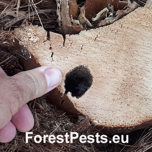 Nos&aacute;nik palmov&yacute;