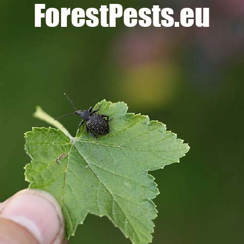 Nos&aacute;nik ryhovan&yacute;