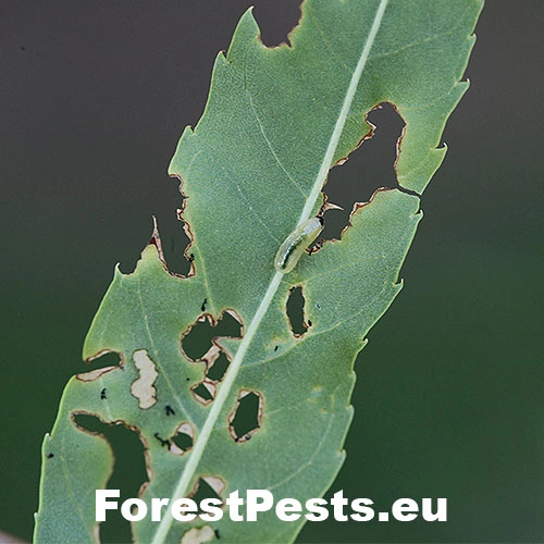 Nos&aacute;nik Stereonychus fraxini