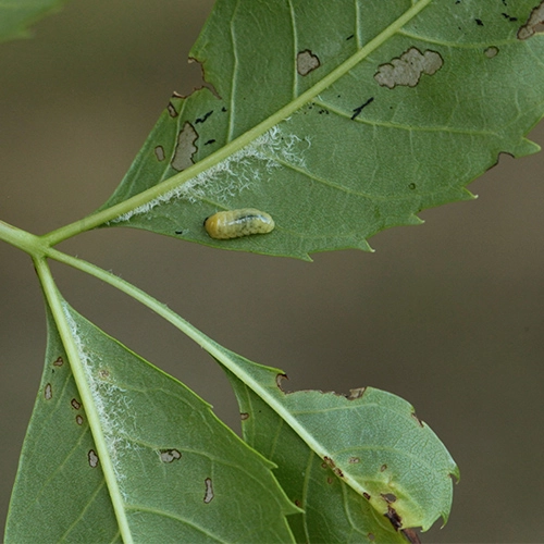 Nos&aacute;nik Stereonychus fraxini