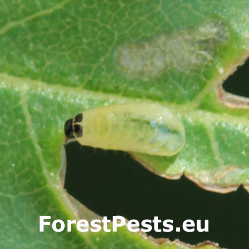 Nos&aacute;nik Stereonychus fraxini