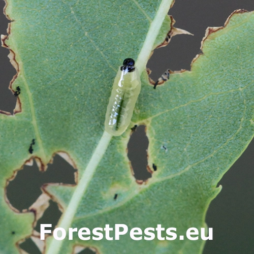 Nos&aacute;nik Stereonychus fraxini
