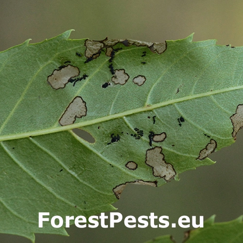 Nos&aacute;nik Stereonychus fraxini