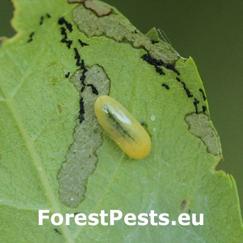 Nos&aacute;nik Stereonychus fraxini